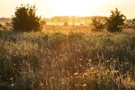Fresh green grass with dew drops in the sunset golden soft sunshine. Summer nature background. Grass at dawn. Golden hourの写真素材