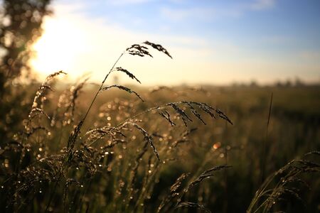 Fresh green grass with dew drops in the sunset golden soft sunshine. Summer nature background. Grass at dawn. Golden hourの写真素材