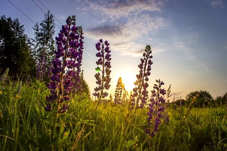 Lupins in the field at sunset. Summer sunset with flowers in the fieldの写真素材
