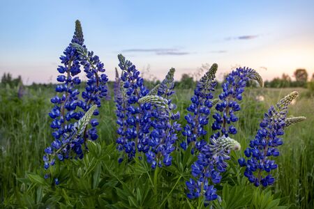 Beautiful lupins at sunset in the summerの写真素材