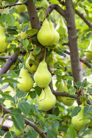 Beautiful bunch of ripe juicy pears growing on the tree.の写真素材
