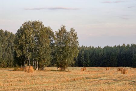 Straw bales on farmland on autumn sunriseの写真素材