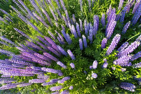 Lupin flowers in summer time. Top view