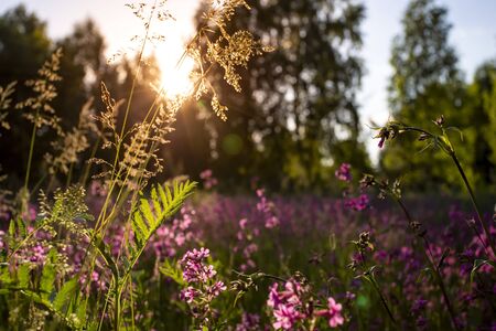 Red flowers in wild field on beautiful sunset. Summer background in Russiaの写真素材