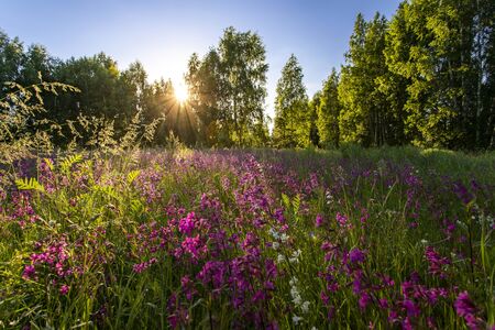 Red flowers in wild field on beautiful sunset. Summer background in Russiaの写真素材