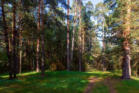 Pine forest on a sunny summer day in Russiaの写真素材