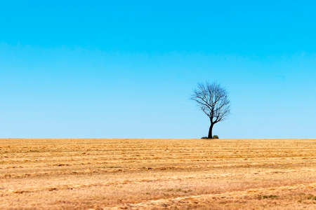 Dead single dry tree standing on a wild meadow with blue sky background