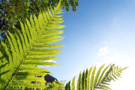 Fresh green ferns leaves against the blue skyの写真素材