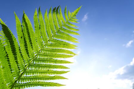 Fresh green ferns leaves against the blue skyの写真素材
