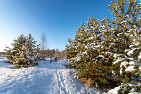 Landscape with winter forest and bright sunbeams. Sunrise, sunset in beautiful snowy forest.の写真素材