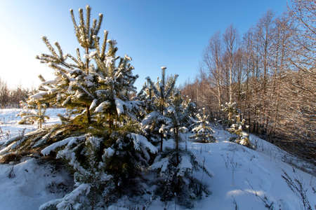 Landscape with winter forest and bright sunbeams. Sunrise, sunset in beautiful snowy forest.の写真素材
