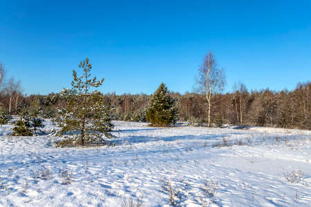 Landscape with winter forest and bright sunbeams. Sunrise, sunset in beautiful snowy forest.の写真素材