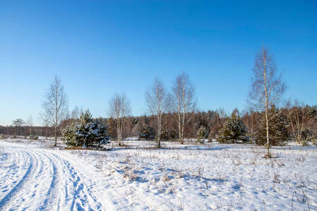 Landscape with winter forest and bright sunbeams. Sunrise, sunset in beautiful snowy forest.の写真素材