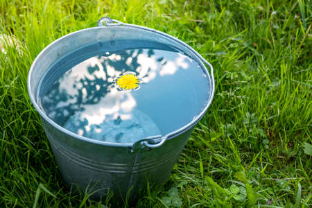 A metal bucket of water stands in the green grass on a sunny dayの写真素材
