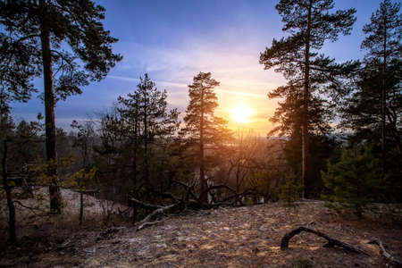 Autumn forest in sunset light. Beautiful nature background.の写真素材