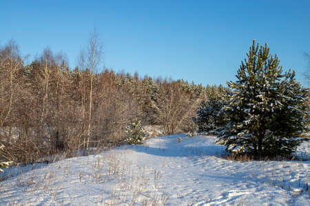 Landscape with winter forest and bright sunbeams. Sunrise, sunset in beautiful snowy forestの写真素材