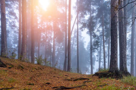 Autumn foggy pines forest on the morningの写真素材