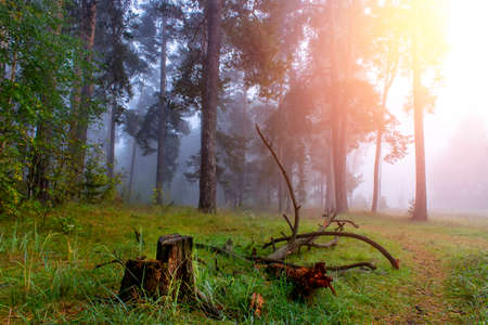 Autumn foggy pines forest on the morning