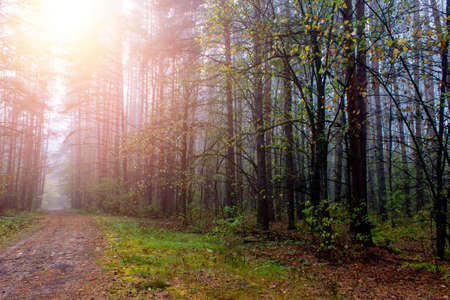 Autumn foggy pines forest on the morningの写真素材