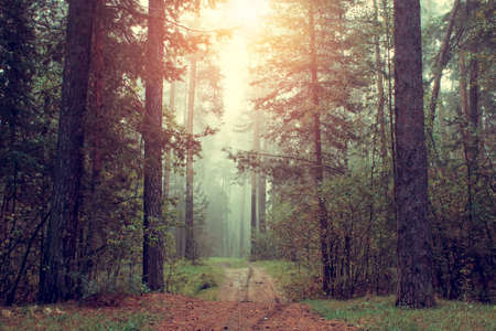 Autumn foggy pines forest on the morningの写真素材