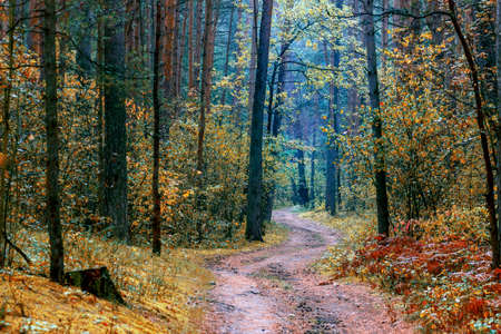 Autumn foggy pines forest on the morningの写真素材