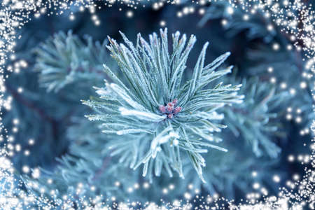 Pine branches covered with hoarfrost. Christmas backgroundの写真素材