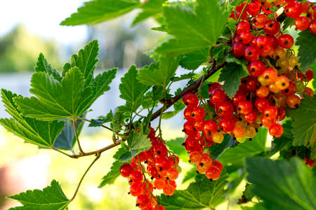 Ripe red currants hanging from bush ready for harvest