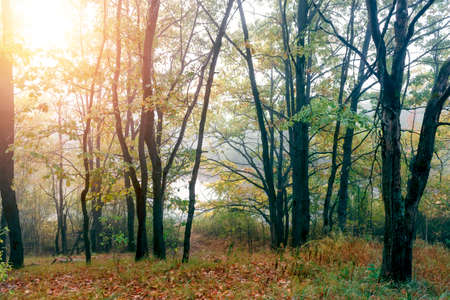 Beautiful morning in the misty autumn forest with sunriseの写真素材