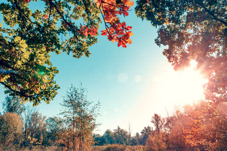 Yellow autumn leaves oak on blue sky backgroundの写真素材