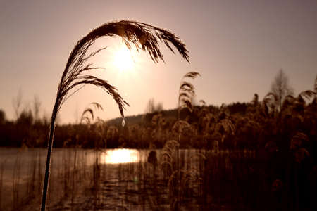 Natural beautiful background. Dry golden grass covered with frost in the sun at sunset in autumn.の写真素材