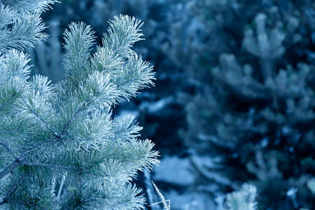 Winter forest with coniferous trees, with young pines in the snow in the winter time during the day. Nature calendar. Winter and christmas concept.の写真素材