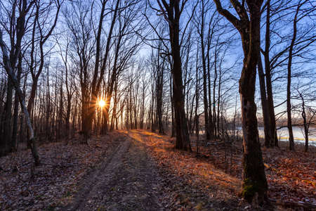 Vintage photo of autumn forest on sunrise