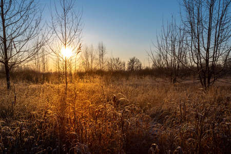 Vintage photo of autumn forest on sunriseの写真素材