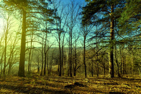 Vintage photo of autumn forest on sunriseの写真素材