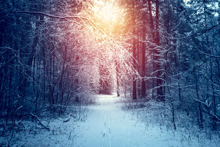 Beautiful winter landscape with snow covered trees in sunny dayの写真素材