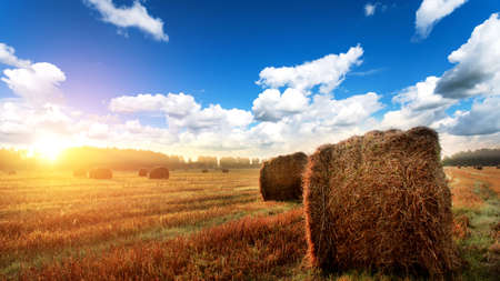 Straw bales on farmland on autumn sunriseの写真素材