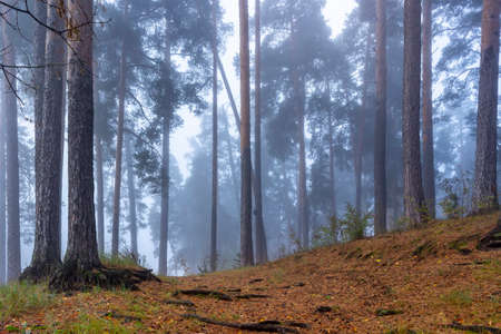 Autumn foggy pines forest on the morningの写真素材