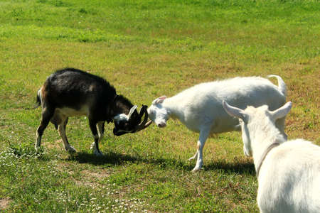 Young goats white and black fighting with their headsの写真素材