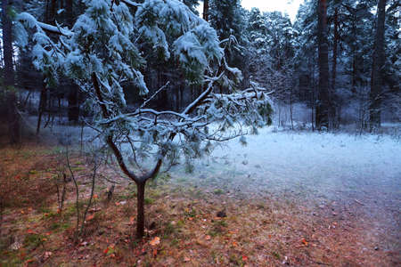 winter and autumn in one photo, white and orange, leaf in autum and winterの写真素材