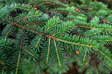 Background of Christmas tree branches. Green spruce branches.の写真素材