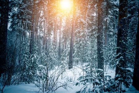 Beautiful winter landscape with snow covered trees in sunny dayの写真素材