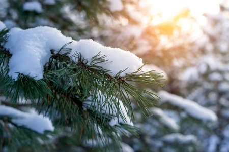 Pine branch in the snow on a sunny day. Winter and christmas backgroundの写真素材