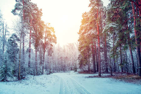 Beautiful winter landscape with snow covered trees in sunny dayの写真素材