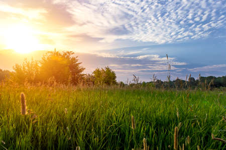 Beautiful summer sunrise in the field. Summer morning. Awakening of natureの写真素材