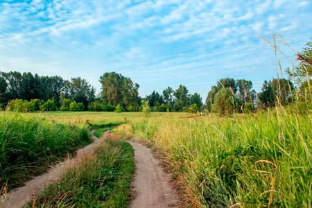 Country road in a field in summer. Morning in Russia