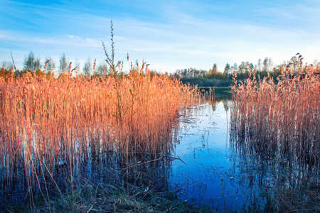 Dry grass in the swamp in the rays of the evening sunの写真素材