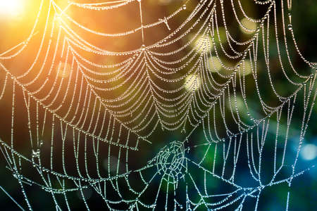 The web with drops of dew shines in sun beams.の写真素材