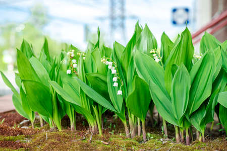 Lily of the valley flowers grow for outdoor decor.の写真素材