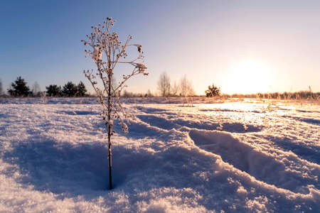 Lonely dry grass in the snow on sunrise.の写真素材