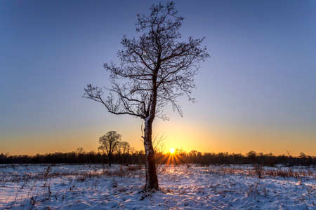 Winter landscape with a lonely tree at sunrise. Sunrise, sunset in beautiful snowy forest.の写真素材